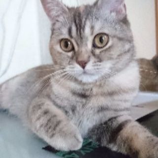 スコティッシュフォールド一歳♂♀無事に里親様を見付ける事が出来ま...