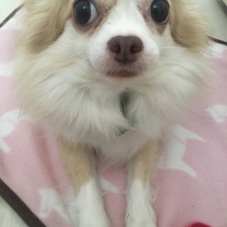 チワワ里親募集 - 犬
