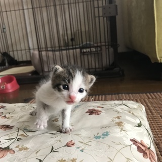 生後間もないかわいい女の子の子猫です。