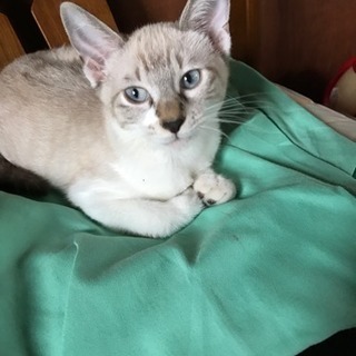 里親さん募集中です！