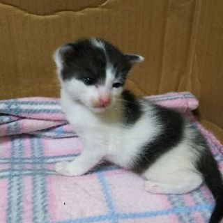 生後１ヶ月の子猫