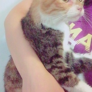 とても人馴れした猫です