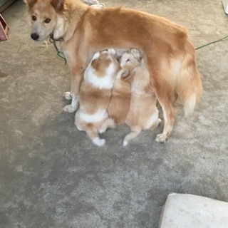 子犬の差し上げます。生後 2ヶ月 雑種