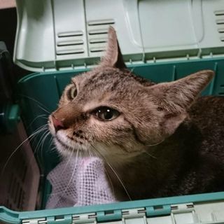 お願いします！助けてください！