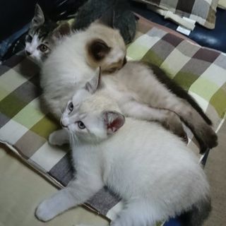 子猫差し上げます。