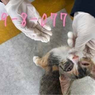 💖里親決定💖可愛い縞三毛ちゃん