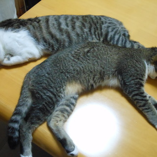2匹います！生後4か月、トイレOKです　オス＆メス