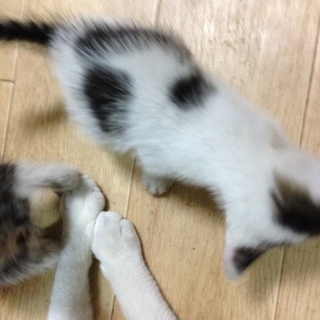 子猫　の画像
