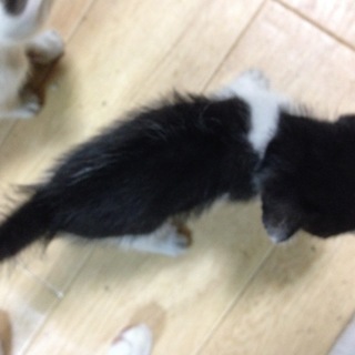 子猫　 - 猫