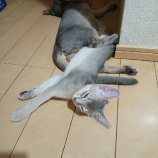 短毛ソマリ　　（アビシニアン）の画像