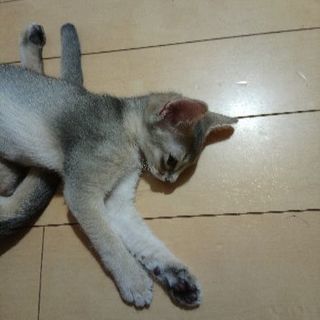 短毛ソマリ　　（アビシニアン） - 猫