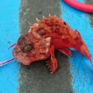 平日船釣り
