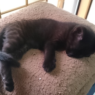 6/20産まれの子猫2匹（オスとメス）里親さん募集