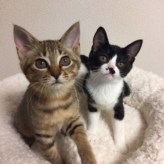 3カ月　愛嬌あるお顔がかわいい！♀プリちゃん - 猫