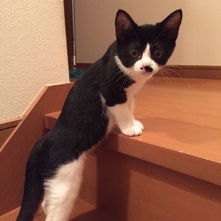 3カ月　愛嬌あるお顔がかわいい！♀プリちゃん − 東京都