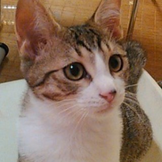可愛い顔立ちの男の子です