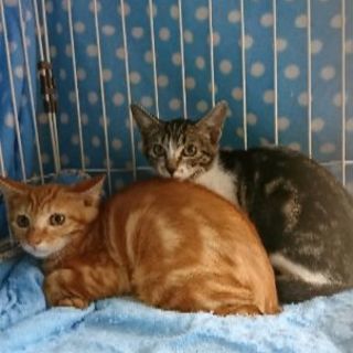 アメショミックスの２匹❤️茶トラ♂とキジシロ♀仲良し生後３ヶ月❤...