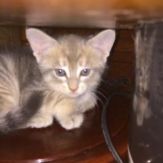 子猫