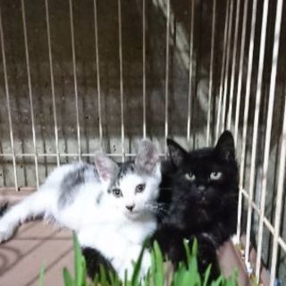 黒猫長毛生後３ヶ月男の子❤️8月27日(日)の譲渡会に出します。