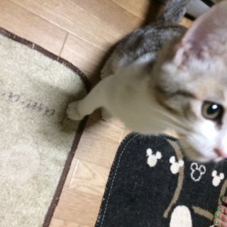 子猫