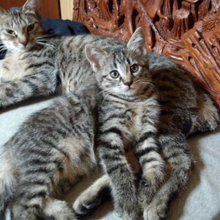 キジトラの雌　里親様募集