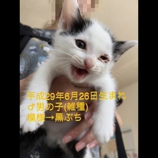 仔猫の里親さん募集しています🙇