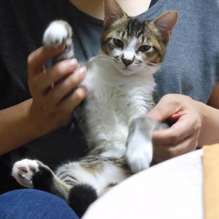 2匹います（オス＆メス、どちらかでも可）！生後4か月、トイレOK...