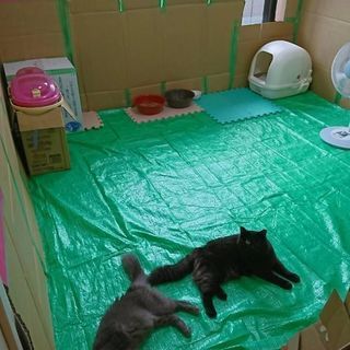至急探してます