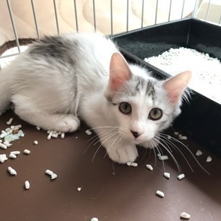 みんな新しい飼い主さんが決まりました。ご覧頂きました皆様ありがと...