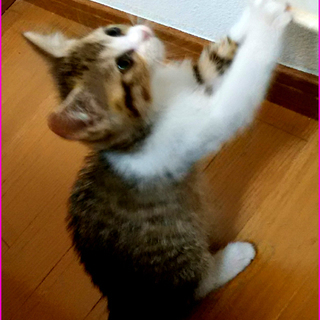 タビーとマリーの兄妹。終了しました。の画像