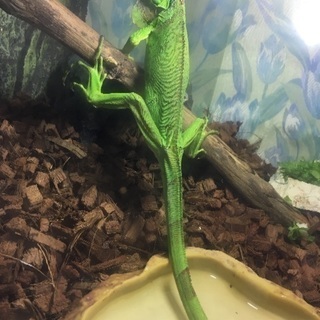 グリーンイグアナ (2才)