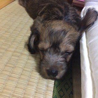 ７月９日産まれ  雑種犬