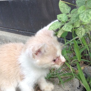 小さな子猫4匹(オスでした) 寄生虫とノミの駆除済み