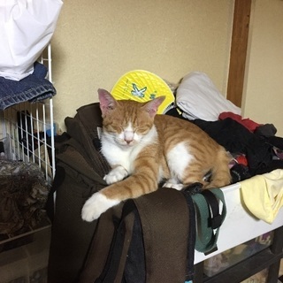 現在、うちで飼っている猫の里親さんを募集します