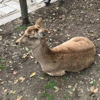 カフェ ランチ友達