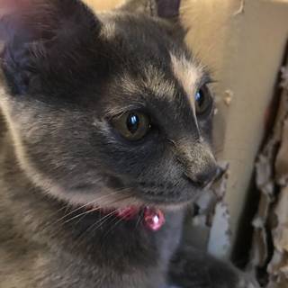 ４カ月半　物おじしない甘えん坊♀　幸(こう)ちゃん