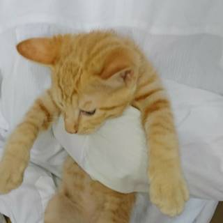 それは僕のチュール！　♂クリーム系茶トラ　クリくん - 府中市