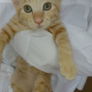 それは僕のチュール！　♂クリーム系茶トラ　クリくん - 猫