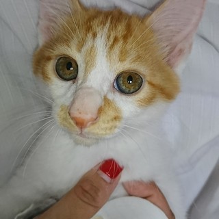 鼻筋の通ったシオ顔イケメン　♂テリくん - 府中市