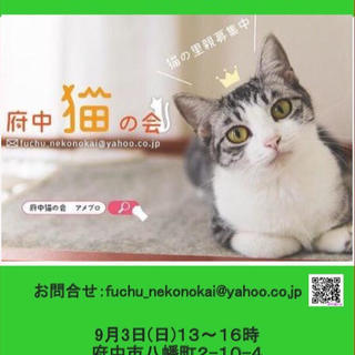 鼻筋の通ったシオ顔イケメン　♂テリくん - 猫