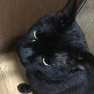 大切にしてくれる里親さん大きな小太郎よろしくお願いします