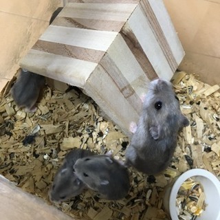 ブルーサファイアのジャンガリアン