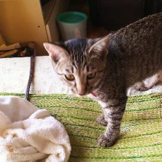 生後半年位のキジネコちゃん💖