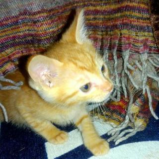 保護した子猫を貰っていただけませんか