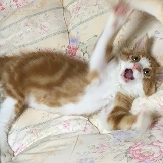 可愛い子です。 − 高知県