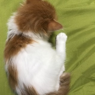 子猫どうですか。