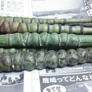 《〆切》布袋竹譲って下さい - 買いたい/ください