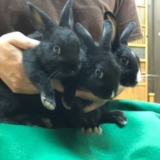 黒ウサギ3匹里親募集