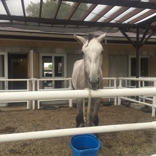東京競馬場友達になりたいです。 − 東京都