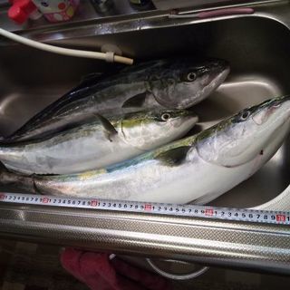 投げ釣りフレンド募集♪